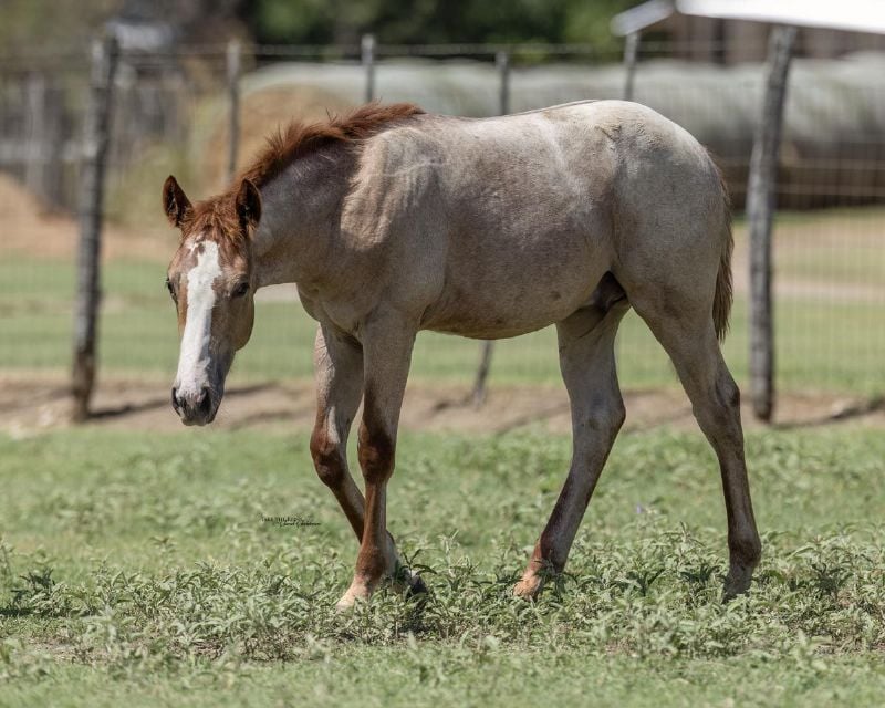 Stevie Rey Von x Purdy Bet